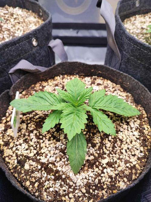 AC Infinity 3x3 grow. Week 1 - Rainbow Melon
DAY 7