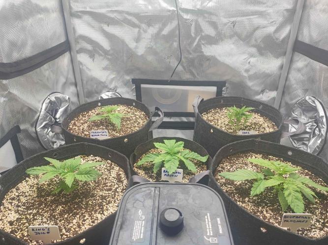 AC Infinity 3x3 grow. Week 2 - DAY 8
2.3. 2026