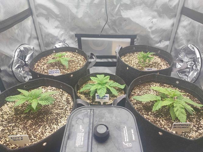 AC Infinity 3x3 grow. Week 2 - DAY 9
3.3. 2026
