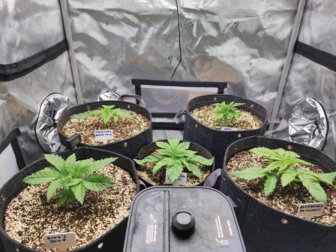 AC Infinity 3x3 grow. Week 2 - DAY 10
4.3. 2026