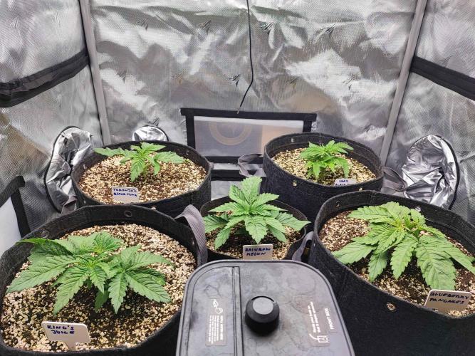 AC Infinity 3x3 grow. Week 2 - DAY 11
5.3. 2026