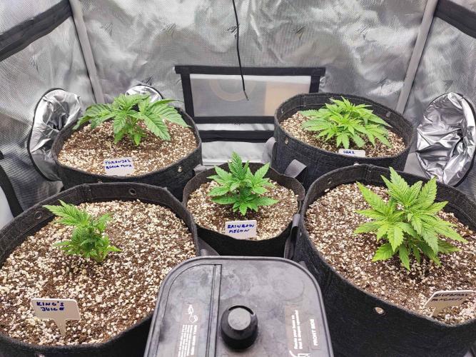 AC Infinity 3x3 grow. Week 2 - DAY 14
8.3. 2026