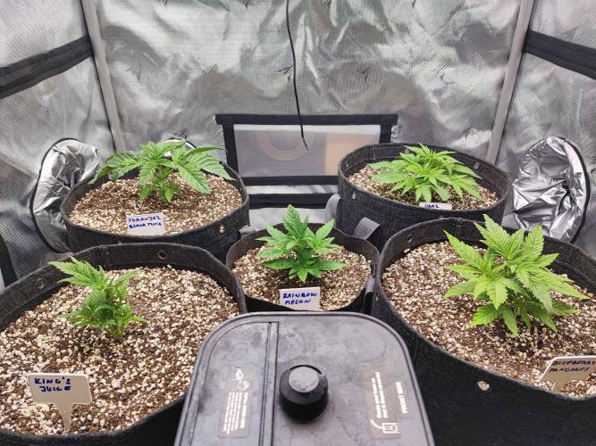 AC Infinity 3x3 grow. Week 2 - DAY 13
7.3. 2026