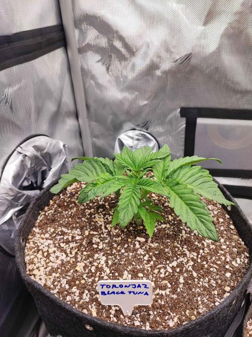 AC Infinity 3x3 grow. Week 2 - Toronjaz 
DAY 14