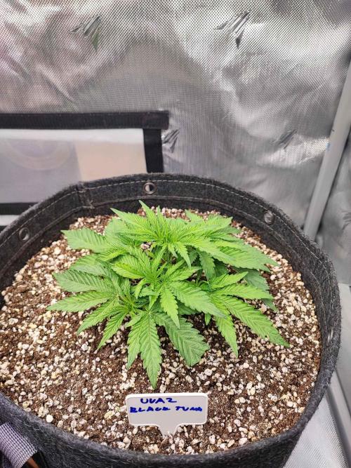 AC Infinity 3x3 grow. Week 2 - Uvaz 
DAY 14