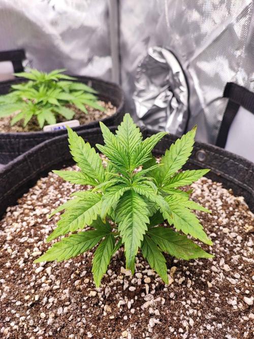 AC Infinity 3x3 grow. Week 2 - Blueberry Pancakes 
DAY 14