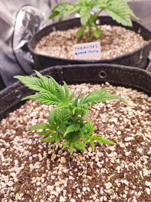 AC Infinity 3x3 grow. Week 2 - King´s Juice
DAY 14