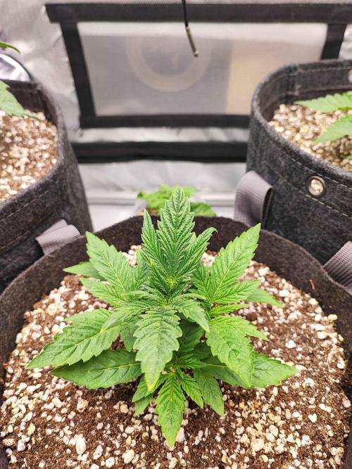 AC Infinity 3x3 grow. Week 2 - Rainbow Melon
DAY 14