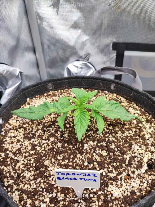 AC Infinity 3x3 grow. Week 2 - Toronjaz
DAY 8