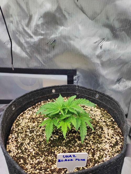 AC Infinity 3x3 grow. Week 2 - Uvaz 
DAY 8