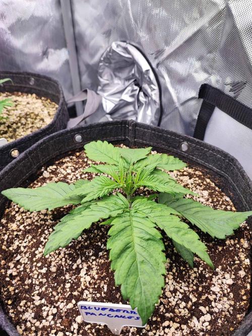 AC Infinity 3x3 grow. Week 2 - Blueberry Pancakes 
DAY 8