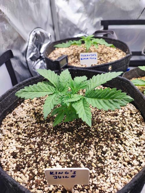 AC Infinity 3x3 grow. Week 2 - King´s Juice 
DAY 8