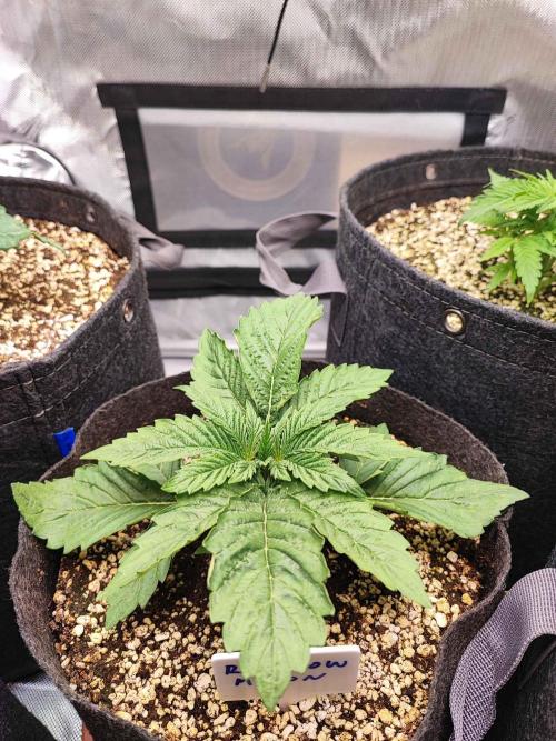 AC Infinity 3x3 grow. Week 2 - Rainbow Melon 
DAY 8