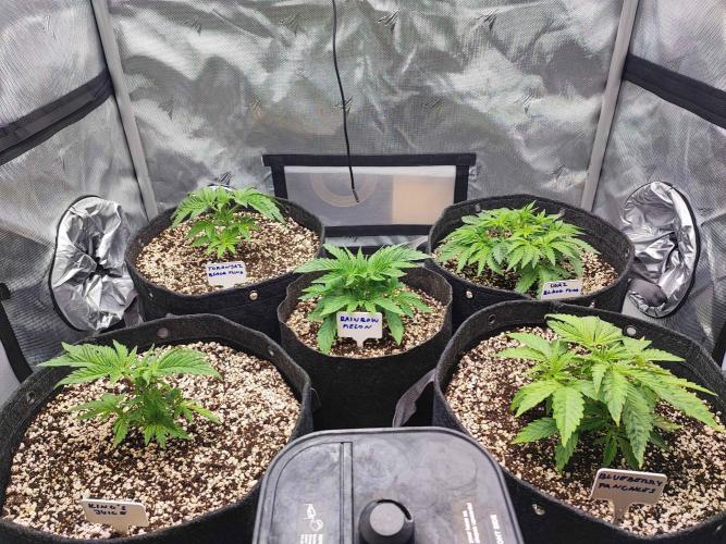 AC Infinity 3x3 grow. Week 3 - DAY 15
9.3. 2026