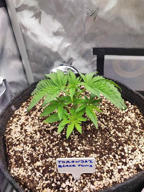 AC Infinity 3x3 grow. Week 3 - Toronjaz 
DAY 15