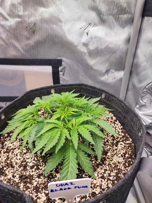 AC Infinity 3x3 grow. Week 3 - Uvaz 
DAY 15