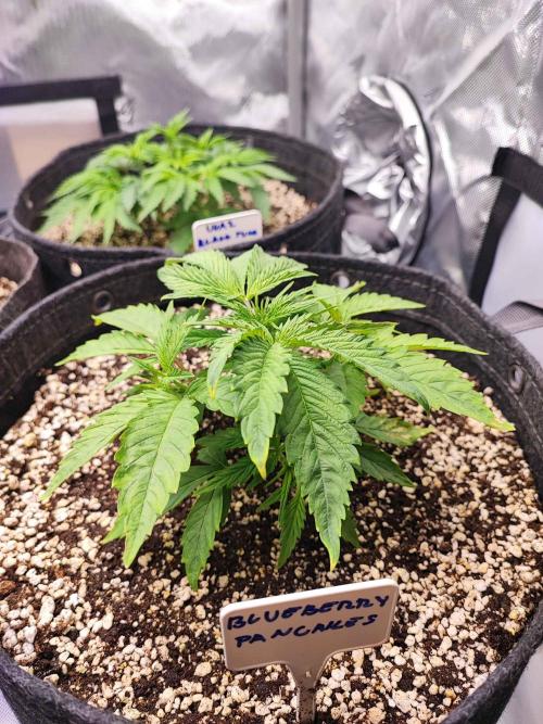 AC Infinity 3x3 grow. Week 3 - Blueberry Pancakes
DAY 15