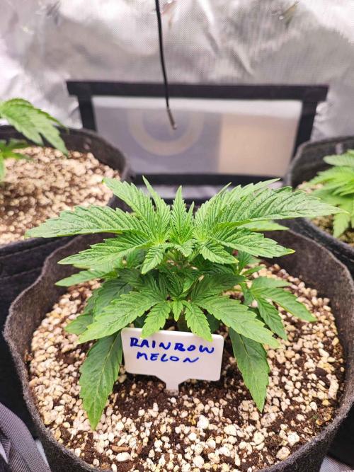 AC Infinity 3x3 grow. Week 3 - Rainbow Melon
DAY 15