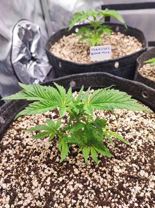 AC Infinity 3x3 grow. Week 3 - King´s Juice 
DAY 15
