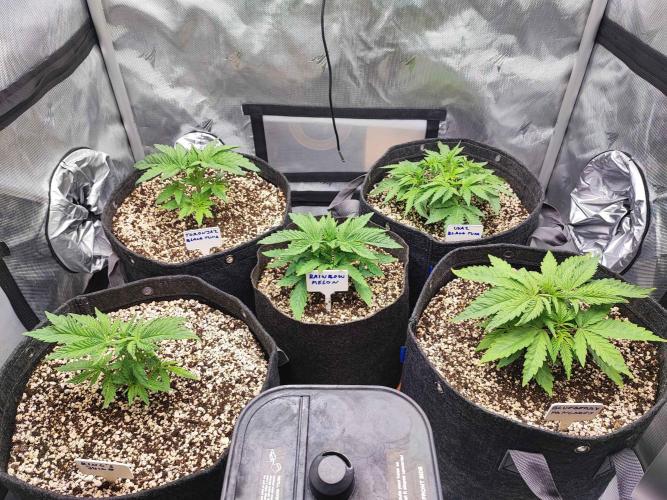 AC Infinity 3x3 grow. Week 3 - DAY 16
10.3. 2026