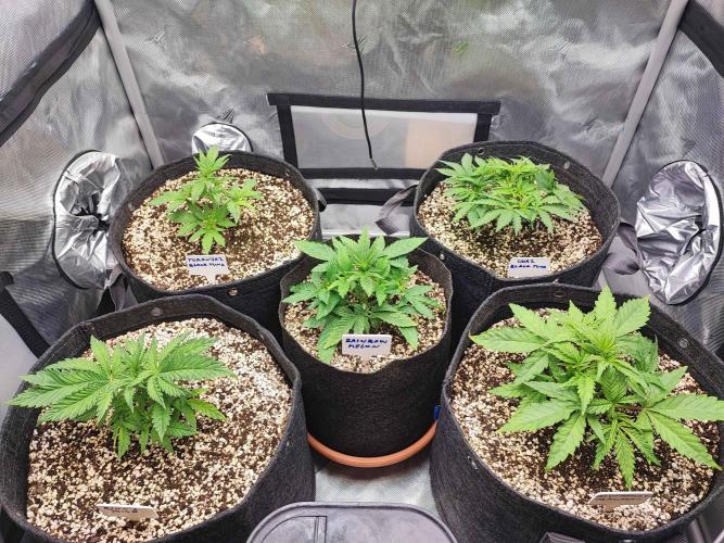 AC Infinity 3x3 grow. Week 3 - DAY 17 
11.3. 2026