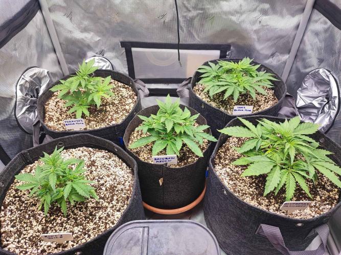 AC Infinity 3x3 grow. Week 3 - DAY 18
12.3. 2026