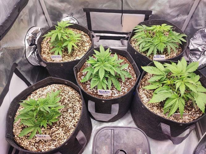 AC Infinity 3x3 grow. Week 3 - DAY 19
13.3. 2026