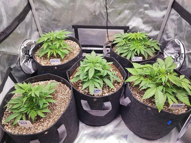 AC Infinity 3x3 grow. Week 3 - DAY 20 
14.3. 2026