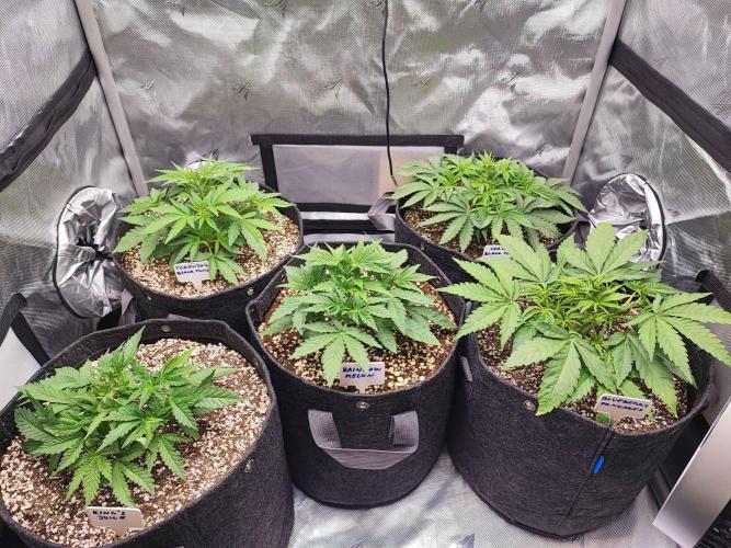 AC Infinity 3x3 grow. Week 3 - DAY 21 
15.3. 2026