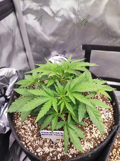 AC Infinity 3x3 grow. Week 3 - Toronjaz 
DAY 21 
