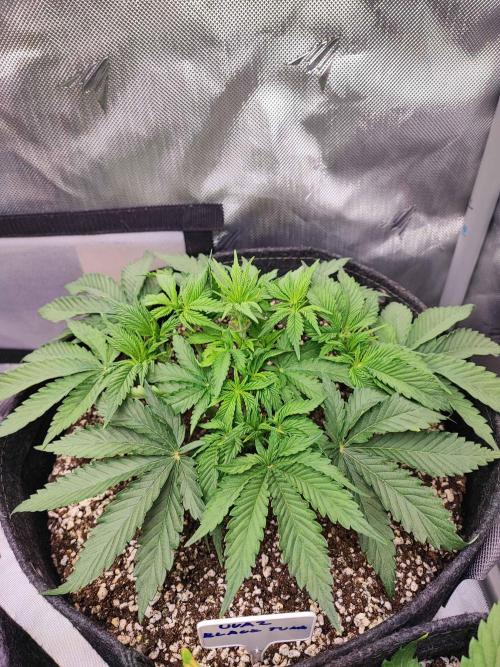 AC Infinity 3x3 grow. Week 3 - Uvaz 
DAY 21
