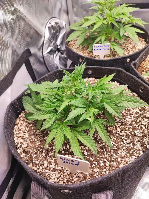 AC Infinity 3x3 grow. Week 3 - King´s Juice 
DAY 21