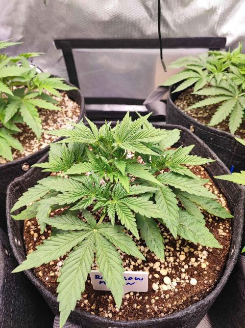 AC Infinity 3x3 grow. Week 3 - Rainbow Melon
DAY 21