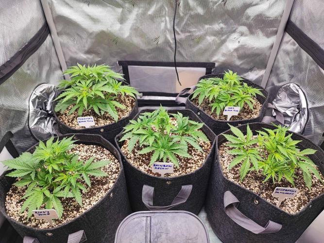 AC Infinity 3x3 grow. Week 4 - DAY 22
16.3. 2026