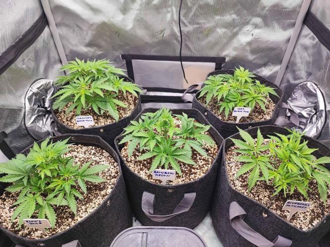 AC Infinity 3x3 grow. Week 4 - DAY 23
17.3. 2026