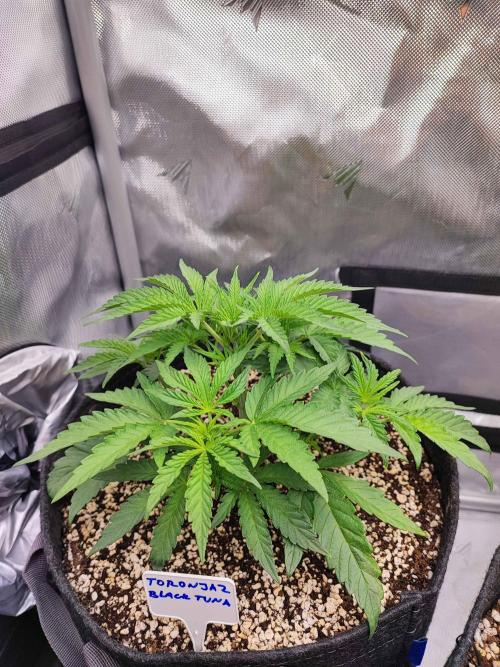 AC Infinity 3x3 grow. Week 4 - Toronjaz
DAY 22
