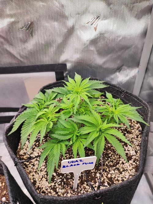 AC Infinity 3x3 grow. Week 4 - Uvaz 
DAY 22