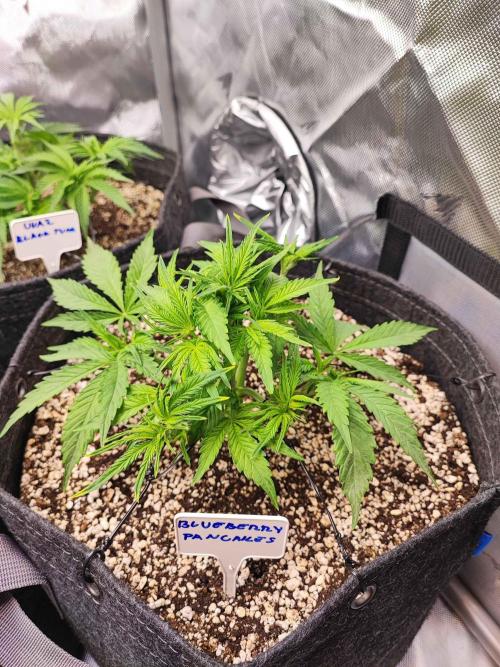 AC Infinity 3x3 grow. Week 4 - Blueberry Pancakes 
DAY 22
