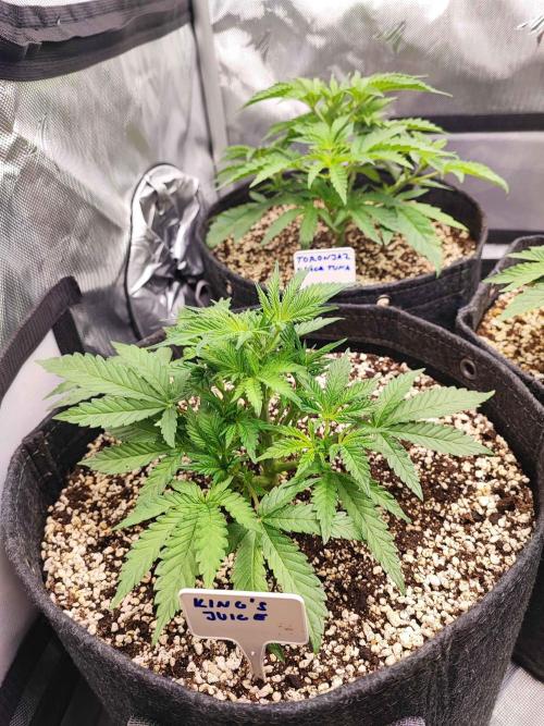 AC Infinity 3x3 grow. Week 4 - King´s Juice 
DAY 22