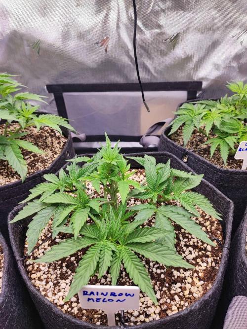 AC Infinity 3x3 grow. Week 4 - Rainbow Melon 
DAY 22