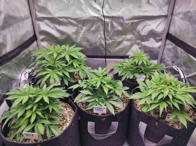 AC Infinity 3x3 grow. Week 4 - DAY 24
18.3. 2026