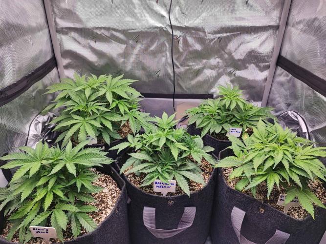 AC Infinity 3x3 grow. Week 4 - DAY 25
19.3. 2026