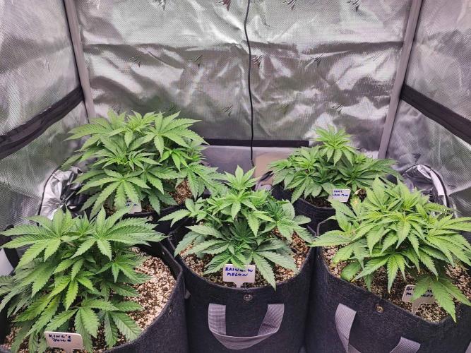 AC Infinity 3x3 grow. Week 4 - DAY 26
20.3. 2026