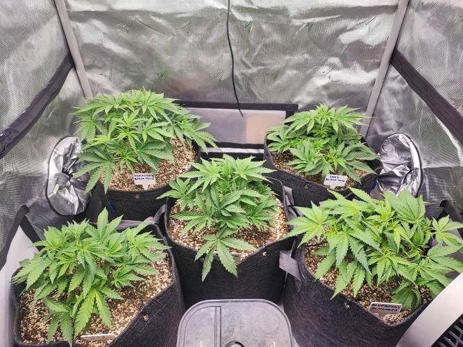 AC Infinity 3x3 grow. Week 4 - DAY 27
21.3. 2026