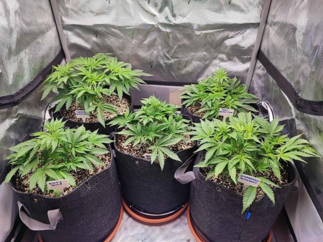 AC Infinity 3x3 grow. Week 4 - DAY 28
22.3. 2026