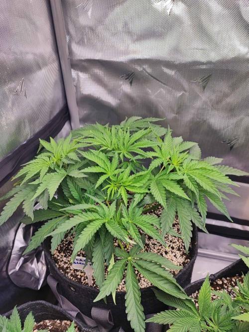 AC Infinity 3x3 grow. Week 4 - Toronjaz
DAY 28