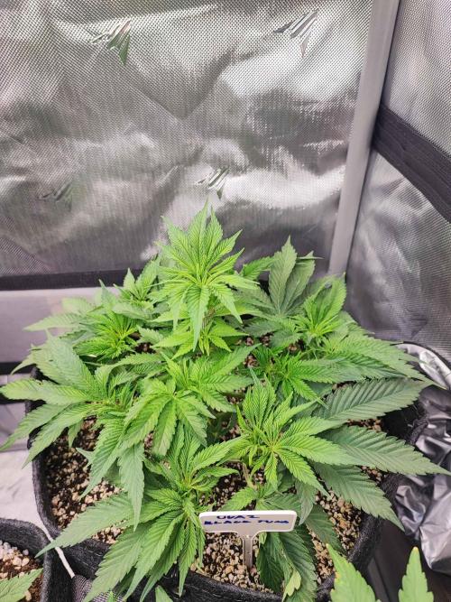 AC Infinity 3x3 grow. Week 4 - Uvaz 
DAY 28