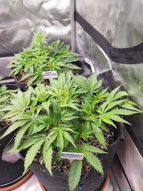 AC Infinity 3x3 grow. Week 4 - Blueberry Pancakes 
DAY 28