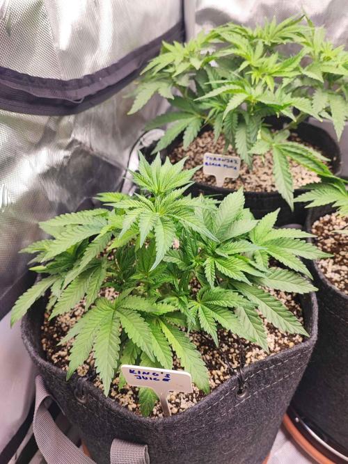 AC Infinity 3x3 grow. Week 4 - King´s Juice 
DAY 28