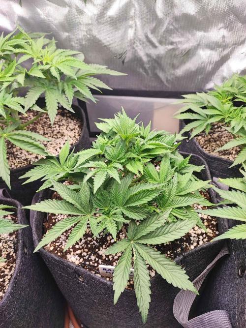 AC Infinity 3x3 grow. Week 4 - Rainbow Melon 
DAY 28